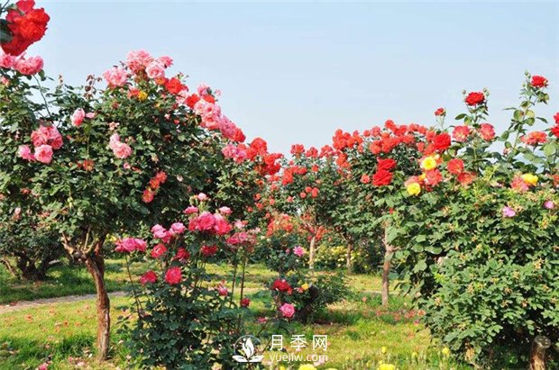月季栽種介質(zhì)有哪些要求？月季網(wǎng)告訴你(圖1)