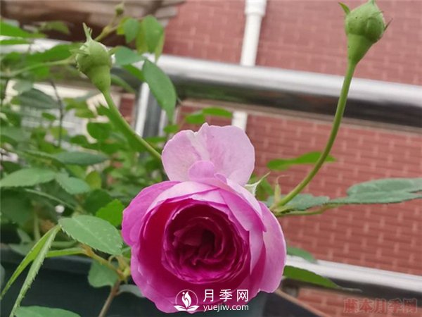 推薦10個微月品種能開又抗病，給新手的微型月季(圖5)