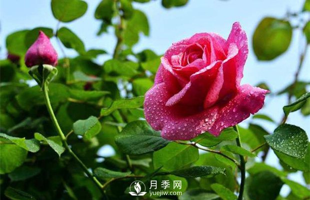 怎樣制作月季干花？月季干花制作辦法(圖1)