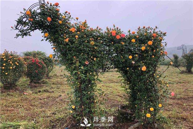 月季如何培養(yǎng)？月季網(wǎng)來(lái)教你(圖1)