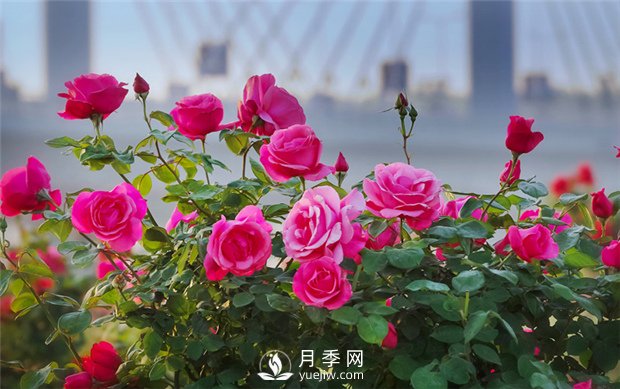 南陽月季產(chǎn)業(yè)發(fā)展的現(xiàn)狀是什么？月季網(wǎng)告訴你(圖1)
