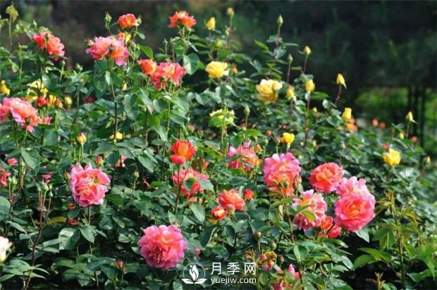 南陽月季有哪些常見色系？月季網(wǎng)告訴你(圖1)