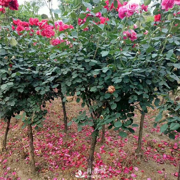 樹狀月季修剪有哪些作用？月季網(wǎng)告訴你(圖1)