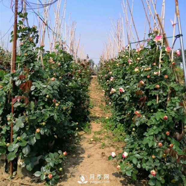 為什么藤本月季價(jià)格差異大？月季網(wǎng)基地告訴你(圖1)
