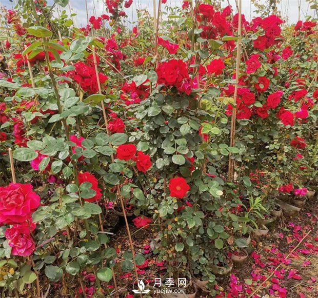 月季網(wǎng)告訴你藤本月季價(jià)格差異大的原因是什么？(圖1)