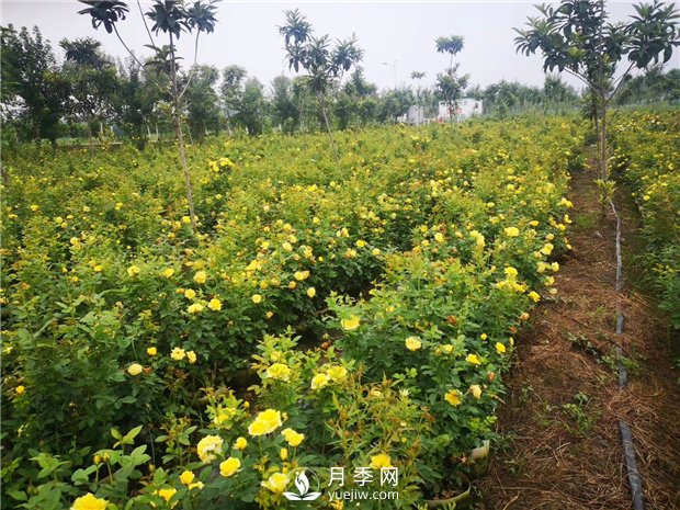 為什么月季的桿子會(huì)黑了？月季蚜蟲(chóng)有哪些危害？如何防治？(圖1)