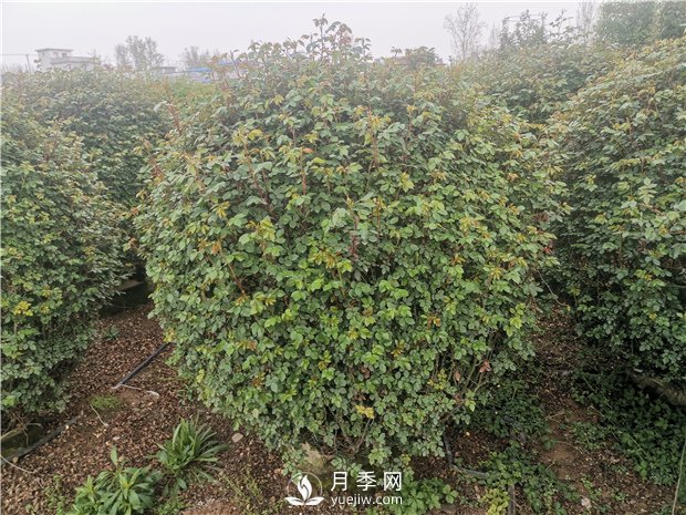月季網(wǎng)告訴你南北方月季種植有什么注意點？(圖1)