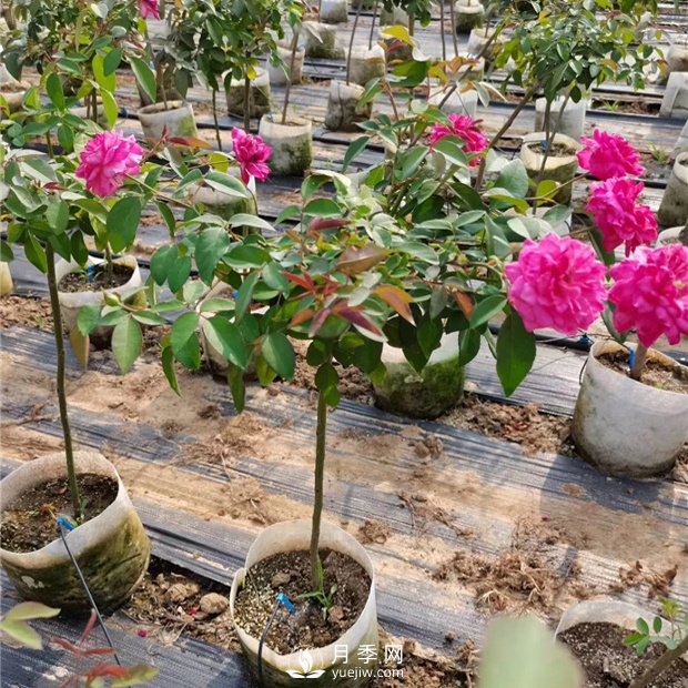 為什么樹(shù)狀月季不開(kāi)花？開(kāi)花少的原因是什么？(圖1)