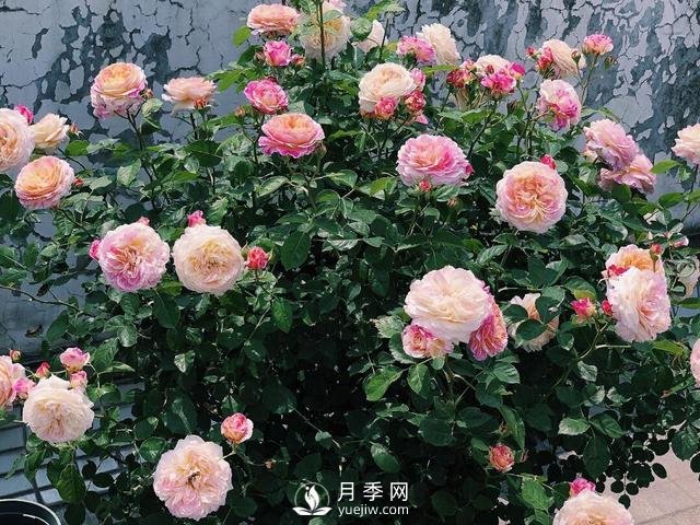 春天月季這樣施肥，花量更大！(圖1)