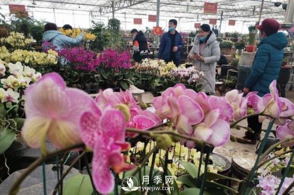 青島花卉市場重開張，市民“撿漏”忙(圖1)