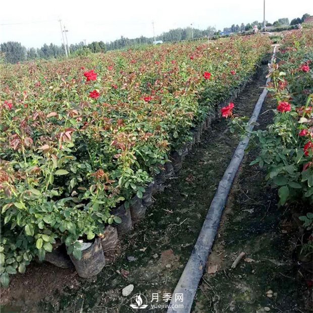 如何讓你的月季小苗變大苗你知道嗎？(圖1)
