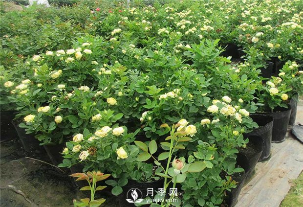 月季啥時候種植比較合適呢？(圖1)