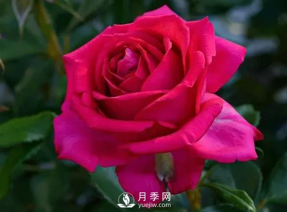 雷吉斯馬寇月季，HT的高雅花型，花瓣超級多(圖1)