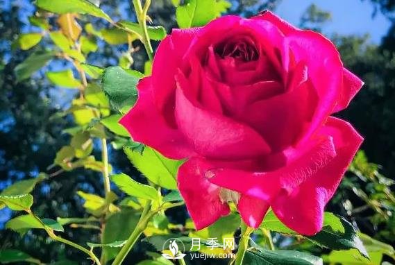 雷吉斯馬寇月季，HT的高雅花型，花瓣超級多(圖2)