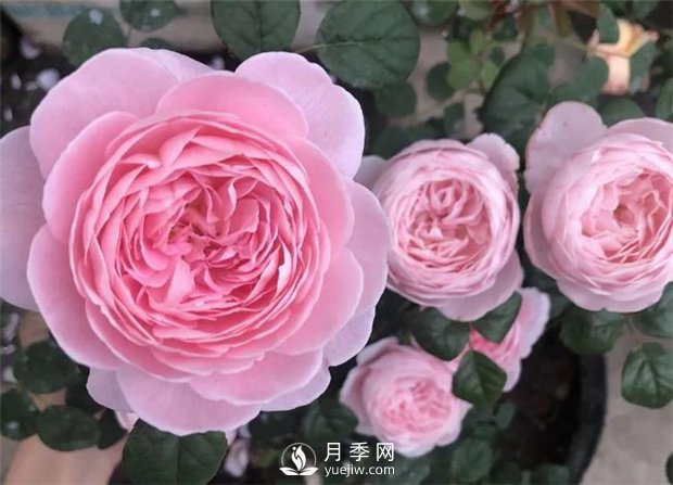 瑞典女王月季，花如其名，高貴優(yōu)雅(圖2)