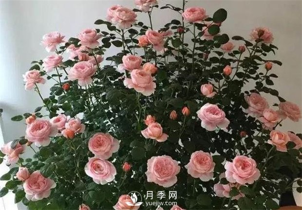 瑞典女王月季，花如其名，高貴優(yōu)雅(圖3)