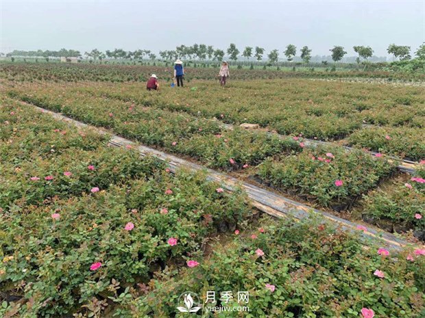 盆花月季的種植過程大家了解多少？(圖1)