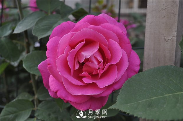 如何讓盆花月季不斷開花？(圖1)
