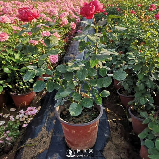 有關(guān)盆花月季的一些小常識不可不知！?。。?！(圖1)