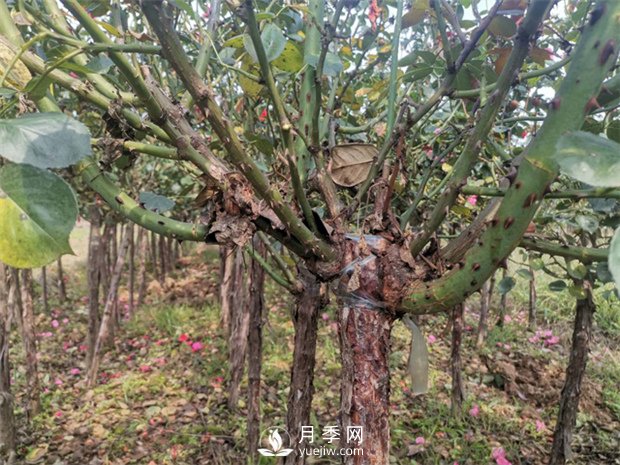 南陽樹狀月季基地淺談冬季如何養(yǎng)花？(圖1)