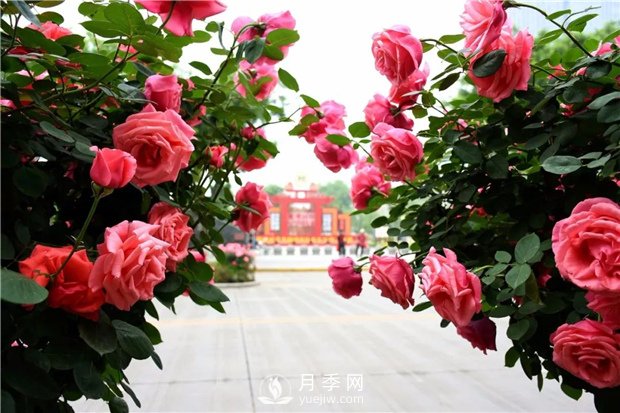 南陽月季淺談野生薔薇來嫁接月季好嗎？(圖1)