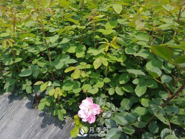 盆栽月季入春后需要注意哪些？(圖1)