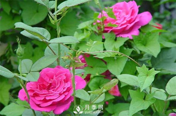 南陽樹狀月季：月季花為什么越開越??？(圖1)