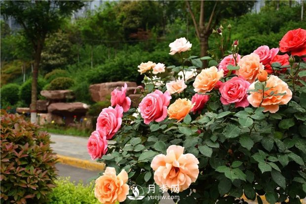 如何防止月季水分流失？(圖1)