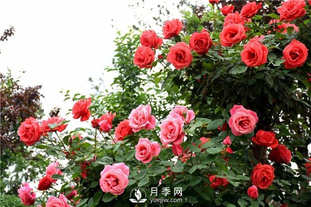 月季開花條件有哪些？(圖1)