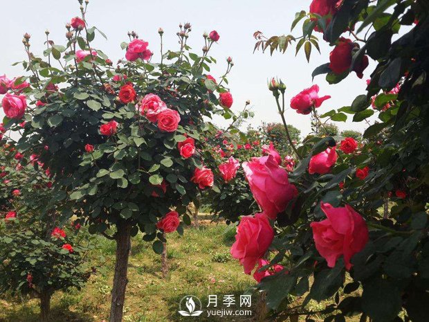 培養(yǎng)南陽樹狀月季要注意哪些事項？(圖1)