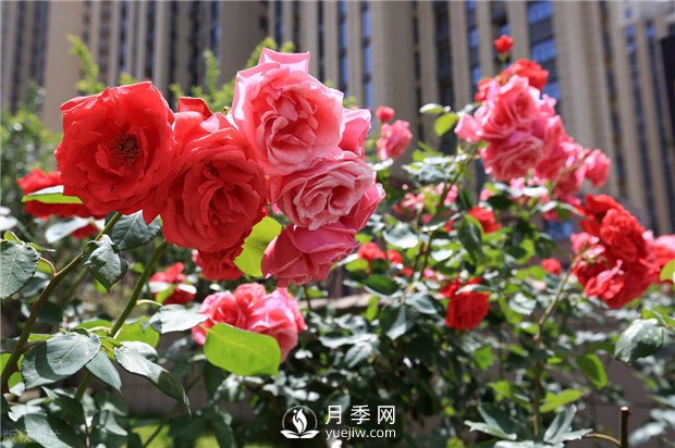 南陽(yáng)樹狀月季培育方法 月季葉面施肥有哪些需要注意的(圖1)