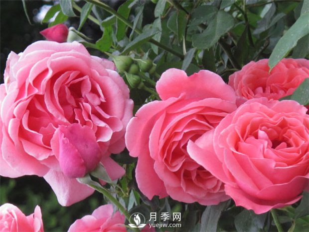 南陽(yáng)樹狀月季培育方法 南陽(yáng)月季樹修剪方法(圖1)