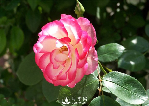 月季上肥辦法有哪些？(圖1)