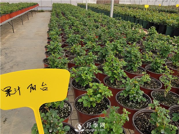 家里種植月季花有哪些好處呢？(圖1)