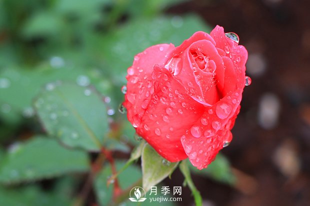 如何區(qū)分薔薇、月季、玫瑰？(圖1)