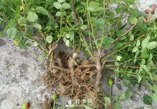 如何給月季小苗上盆和養(yǎng)護(hù)呢？(圖1)
