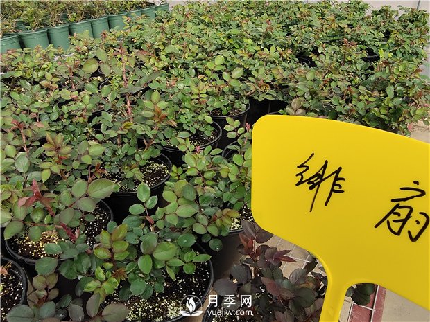 春天陽(yáng)臺(tái)除了種月季花，還適合養(yǎng)什么花卉？(圖1)