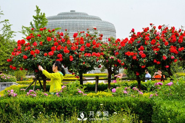 南陽樹狀月季的優(yōu)勢有哪些 月季施肥注意事項有哪些(圖1)