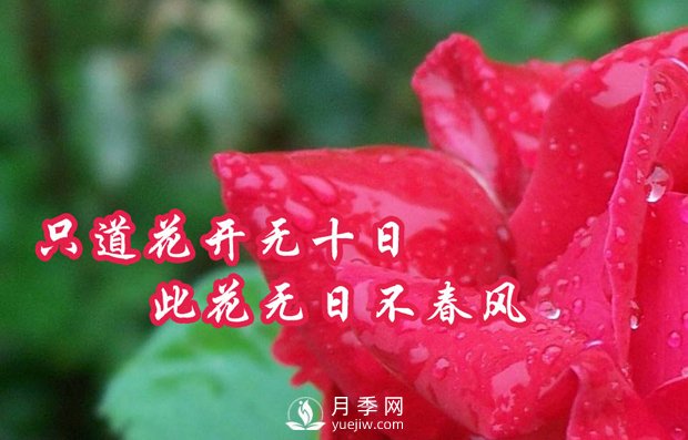 南陽樹狀月季有什么特點，養(yǎng)好盆花月季怎么做(圖1)
