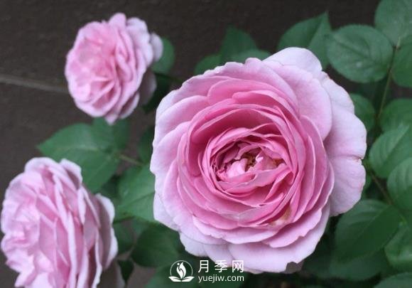 藍(lán)色風(fēng)暴月季，薰衣草紫色非常迷人(圖1)