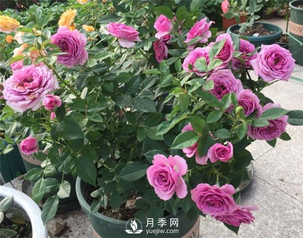 水星王陽臺月季，必須要養(yǎng)的陽臺盆栽月季花(圖2)