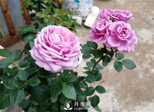 水星王陽臺月季，必須要養(yǎng)的陽臺盆栽月季花(圖1)