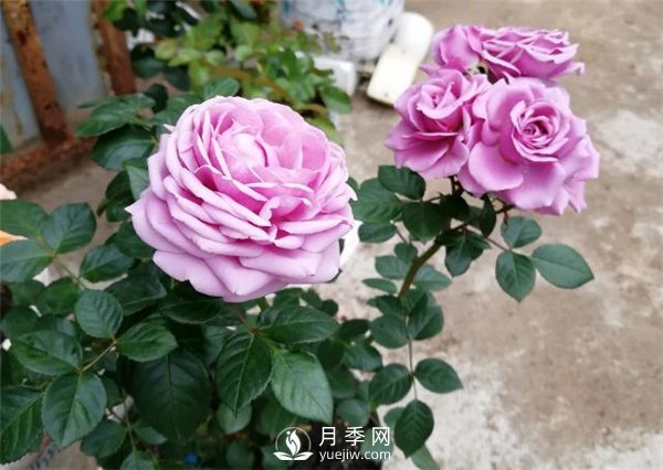 水星王陽臺月季，必須要養(yǎng)的陽臺盆栽月季花(圖3)