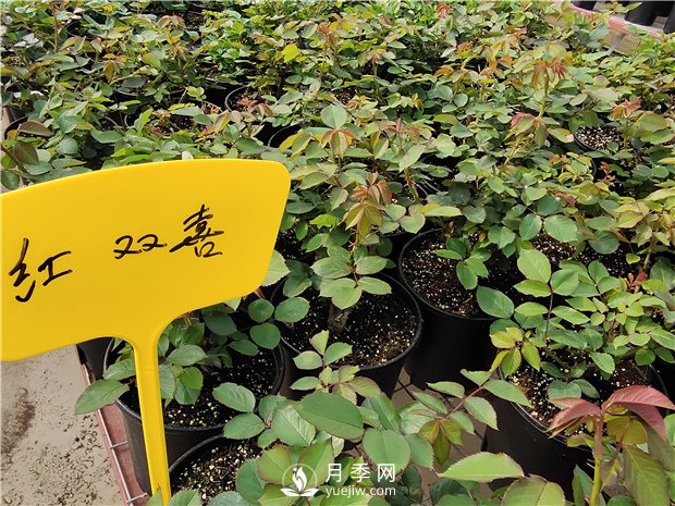 月季釋放6個信號，說明要換盆了，養(yǎng)護(hù)別不當(dāng)一回事(圖1)