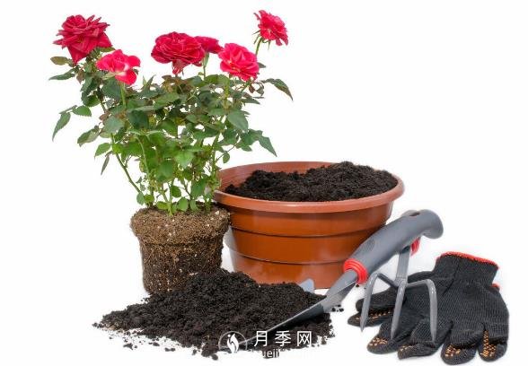 月季釋放6個信號，說明要換盆了，養(yǎng)護(hù)別不當(dāng)一回事(圖2)