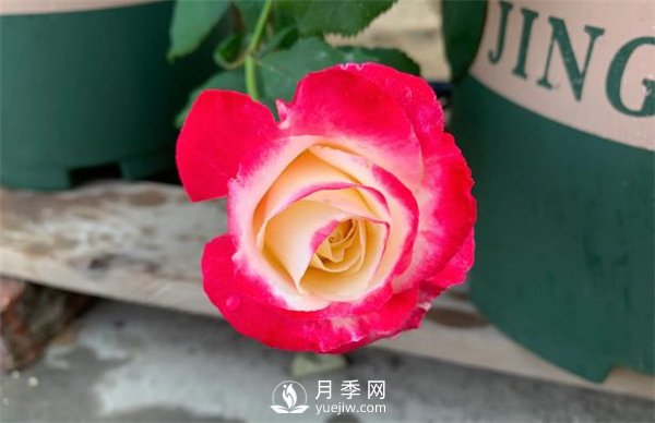 紅雙喜月季，顏色非常喜慶，名字非常俗氣(圖2)