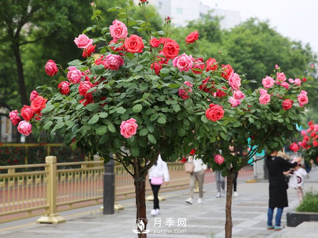 春季苗木如何養(yǎng)護管理，有什么注意事項(圖1)
