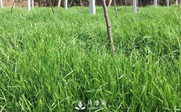 北方優(yōu)良牧草種類有哪些？(圖1)
