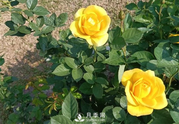 2021月季花展，深圳人民公園300多個月季品種期待……(圖2)