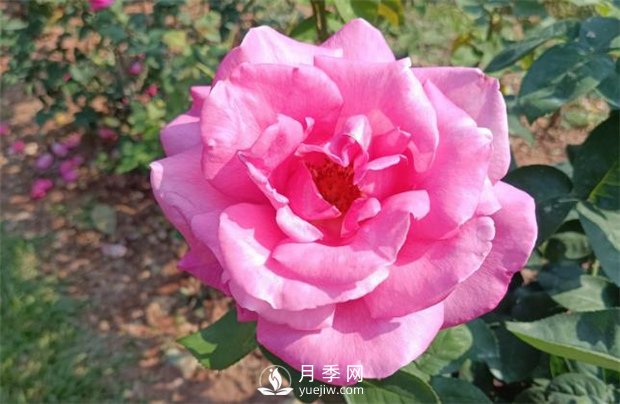 2021月季花展，深圳人民公園300多個月季品種期待……(圖1)